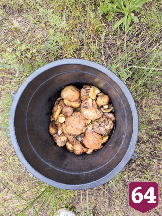 Саратовцы на лугу собирали опята